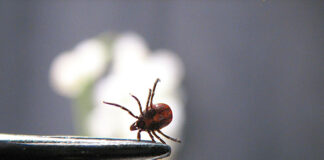 Jak można ułatwić sobie usunięcie kleszcza