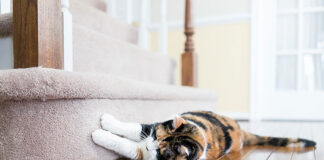 Kiedy warto sięgnąć po żwirek silikonowy dla kota