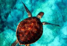 Czy nurkowanie niemowląt jest bezpieczne? Czy nurkowanie niemowląt jest bezpieczne?