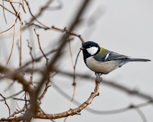 Co zrobić żeby sutki cały czas stały? Co zrobić żeby sutki cały czas stały?