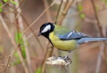 Jak długo można karmić przez kapturki? Jak długo można karmić przez kapturki?