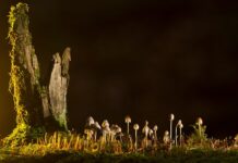 Jakie są rodzaje robotów? Jakie są rodzaje robotów?