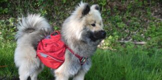 Jakie polecacie nosidełko dla niemowlaka?