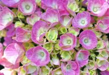 Czy można iść do komunii bez spowiedzi?