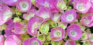 Czy można iść do komunii bez spowiedzi?