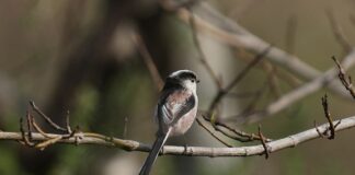 Czy można wyciągnąć wklęśle sutki?