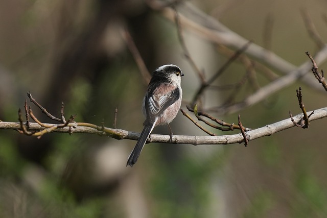 Czy można wyciągnąć wklęśle sutki? Czy można wyciągnąć wklęśle sutki?