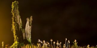 Jakie są rodzaje deskorolek?