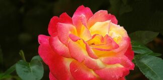 Co na podziękowanie dla rodziców chrzestnych?