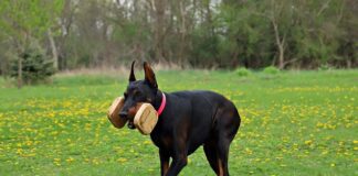 Gdzie kupić wkład długopisu?