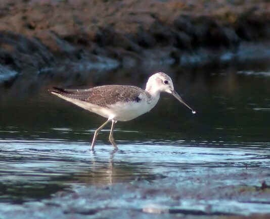 Co to jest cholewką?
