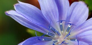 Jaki zamiennik chipsów?