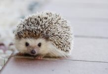 Czy jak dziecko pierdzi to ma kolki? Czy jak dziecko pierdzi to ma kolki?