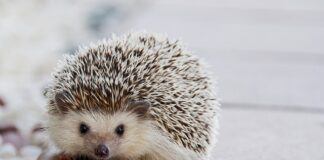 Czy jak dziecko pierdzi to ma kolki?