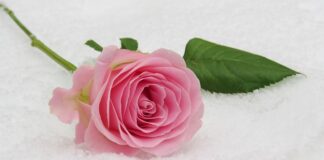 Czy można iść na komunię w czarnej koszuli?