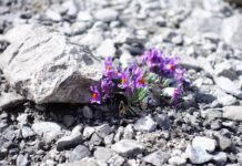 Co zrobić żeby nie śmierdziało z szamba?