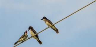 Jak się karmi dziecko?