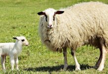 Czy czuć jak dziecko bawi się pępowiną? Czy czuć jak dziecko bawi się pępowiną?