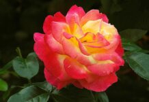 Co na podziękowanie dla gości chrzest?