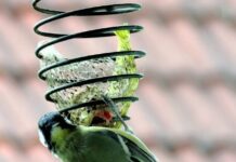 Co zrobić żeby mieć więcej pokarmu w piersiach? Co zrobić żeby mieć więcej pokarmu w piersiach?