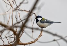 Czy sutki cały czas stoją? Czy sutki cały czas stoją?