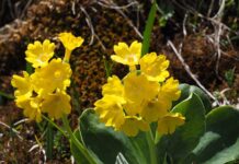 Kiedy twardnieje małżowina uszna?