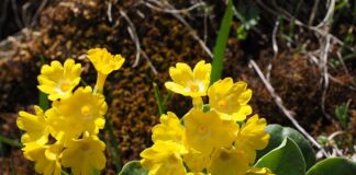 Kiedy twardnieje małżowina uszna?