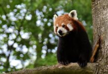 Co oznacza czerwona plama pod pachą?