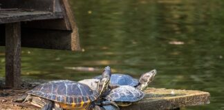 Jak przechowywać wyparzone butelki?